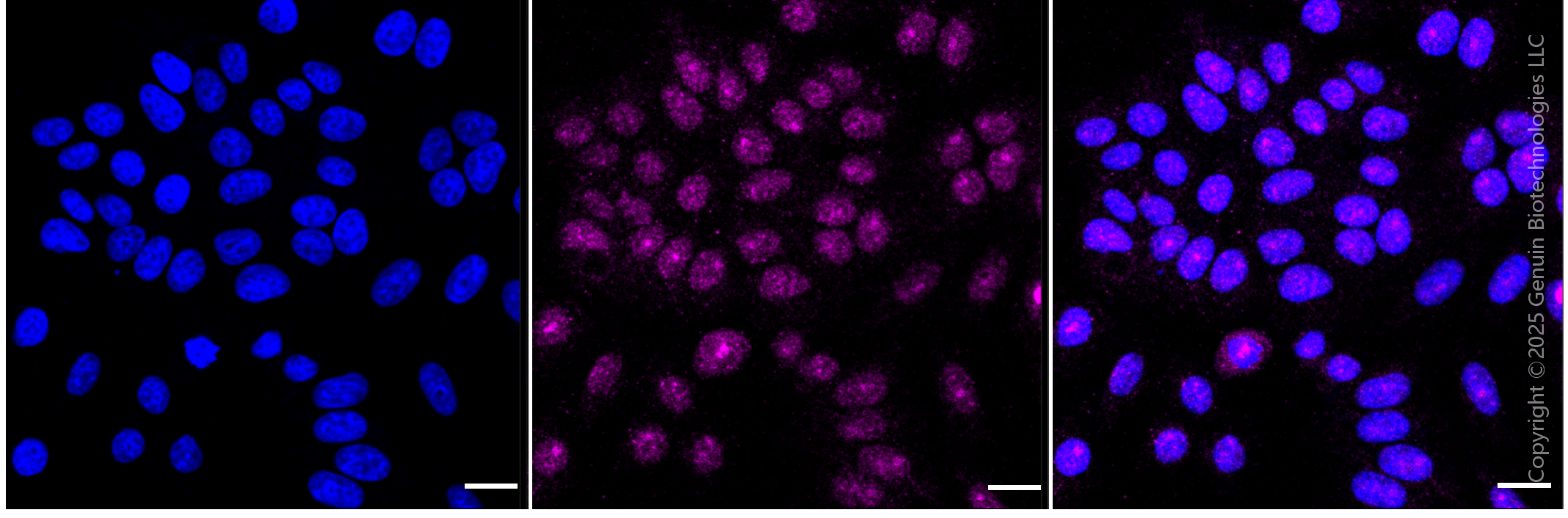 KD-Validated Anti-Phospho-EGFR (Y1173) Rabbit Monoclonal Antibody ABG1365
