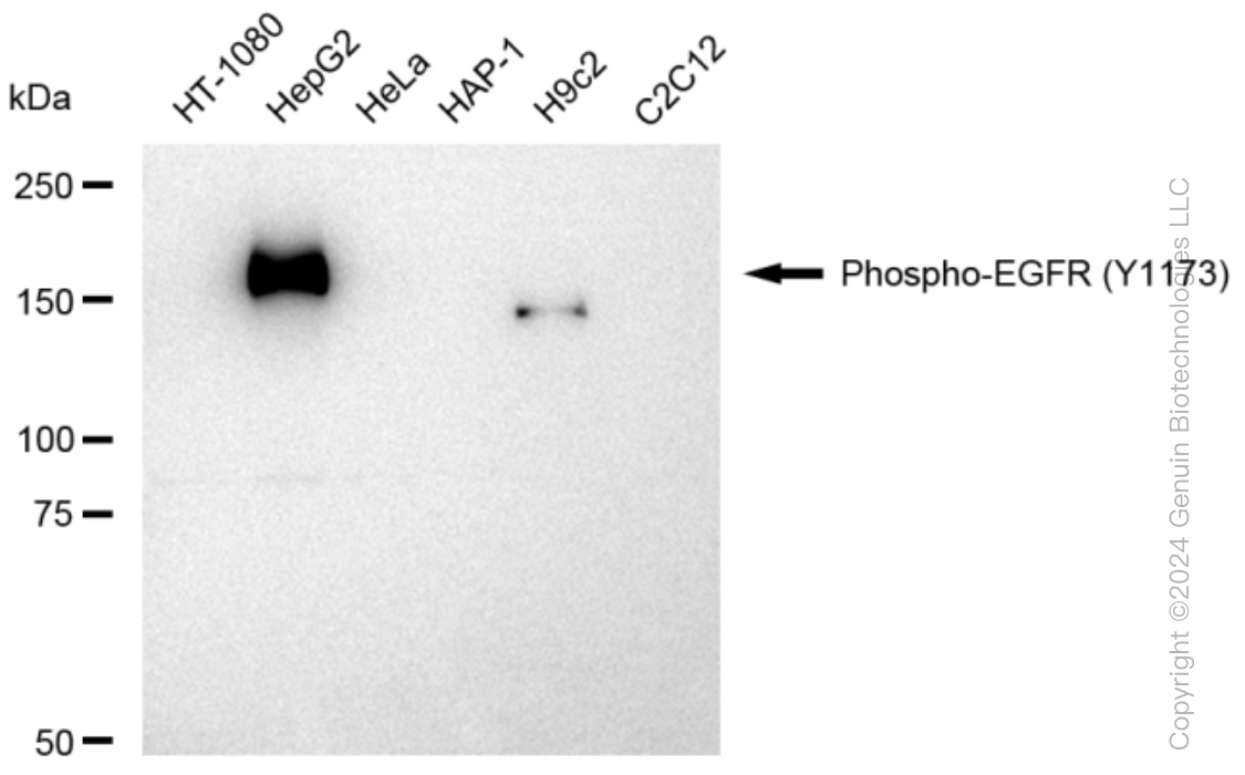 KD-Validated Anti-Phospho-EGFR (Y1173) Rabbit Monoclonal Antibody ABG1365