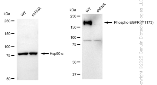 KD-Validated Anti-Phospho-EGFR (Y1173) Rabbit Monoclonal Antibody ABG1365