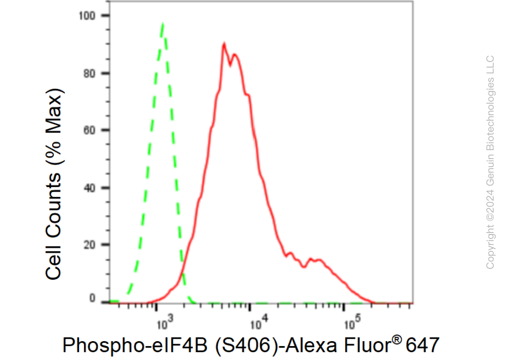 KD-Validated Anti-Phospho-eIF4B (S406) Rabbit Monoclonal Antibody ABG1366