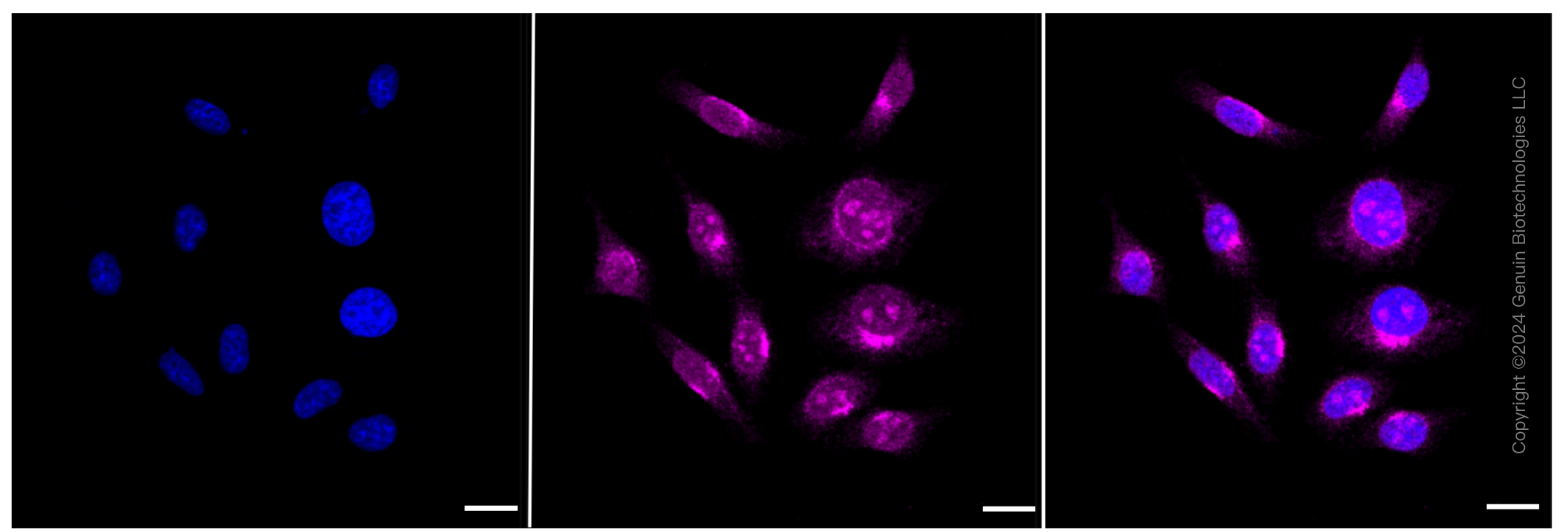 KD-Validated Anti-Amyloid beta precursor like protein 2 Rabbit Monoclonal Antibody ABG1367