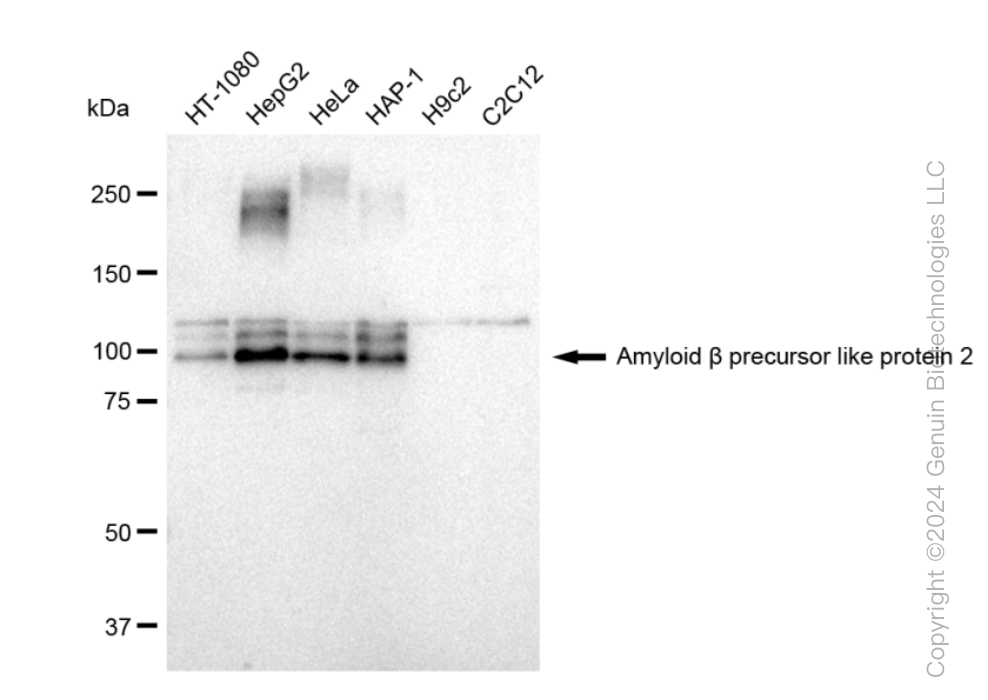 KD-Validated Anti-Amyloid beta precursor like protein 2 Rabbit Monoclonal Antibody ABG1367