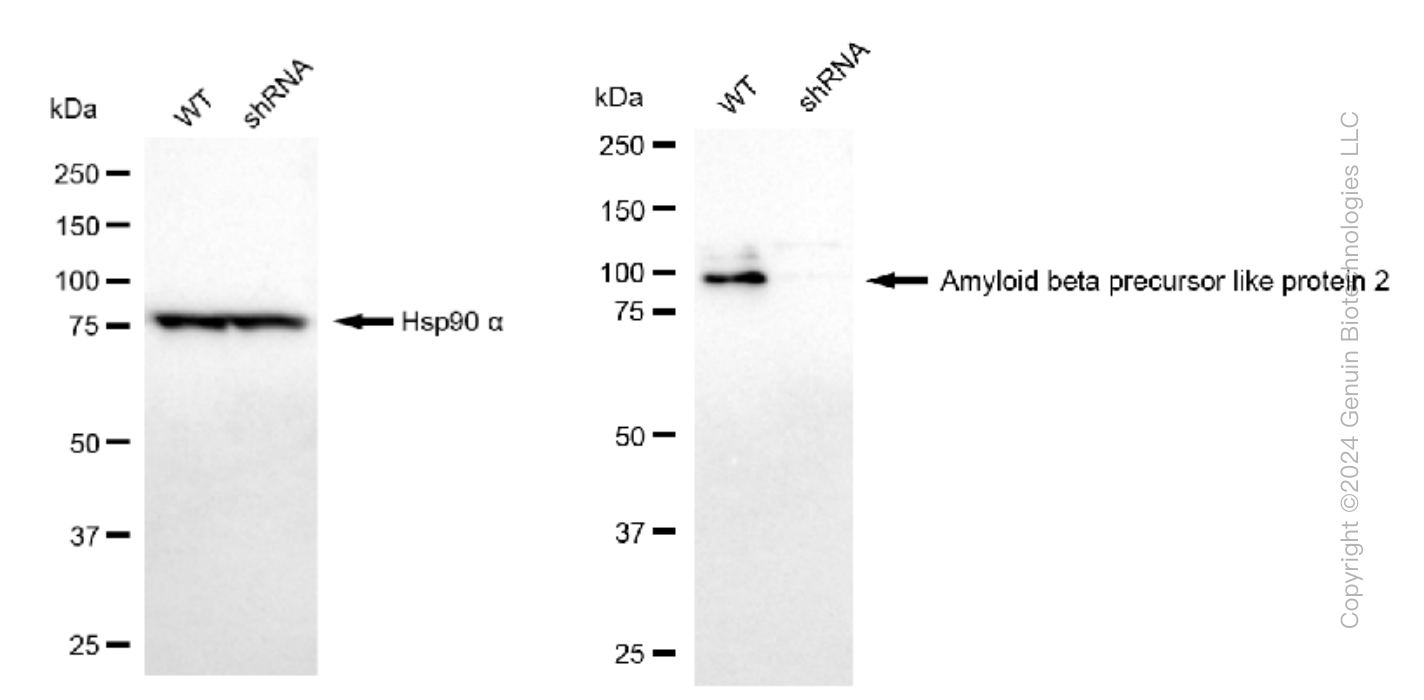 KD-Validated Anti-Amyloid beta precursor like protein 2 Rabbit Monoclonal Antibody ABG1367