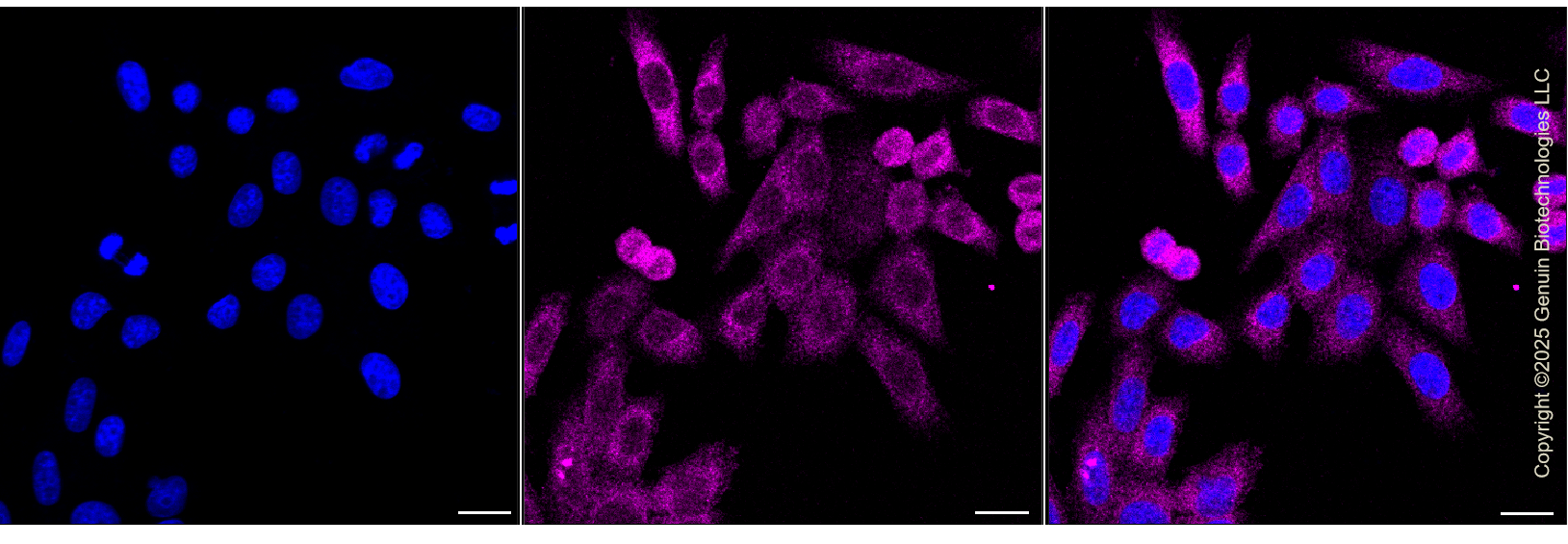 KD-Validated Anti-EIF4E Rabbit Monoclonal Antibody ABG1368