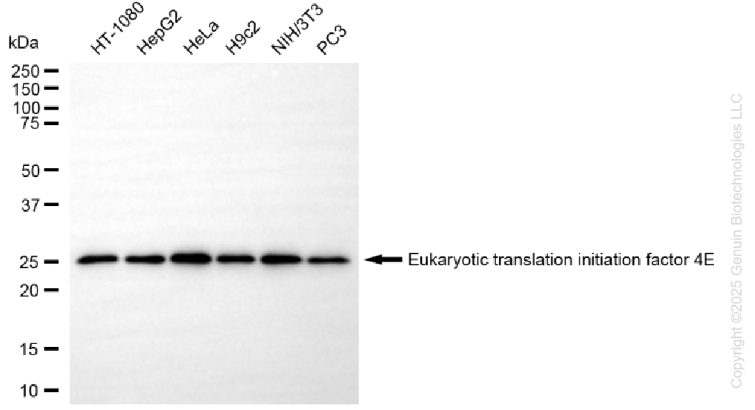 KD-Validated Anti-EIF4E Rabbit Monoclonal Antibody ABG1368