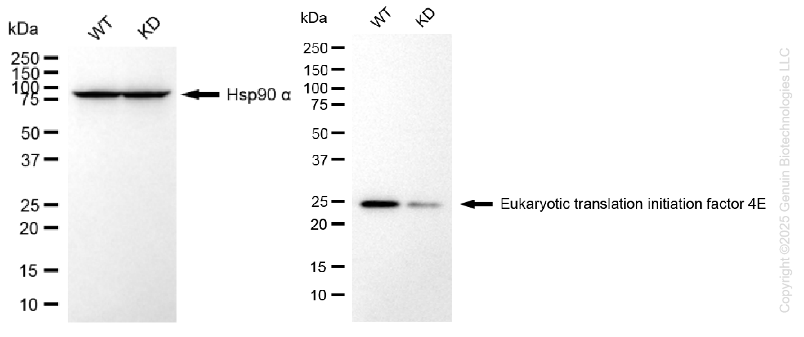KD-Validated Anti-EIF4E Rabbit Monoclonal Antibody ABG1368