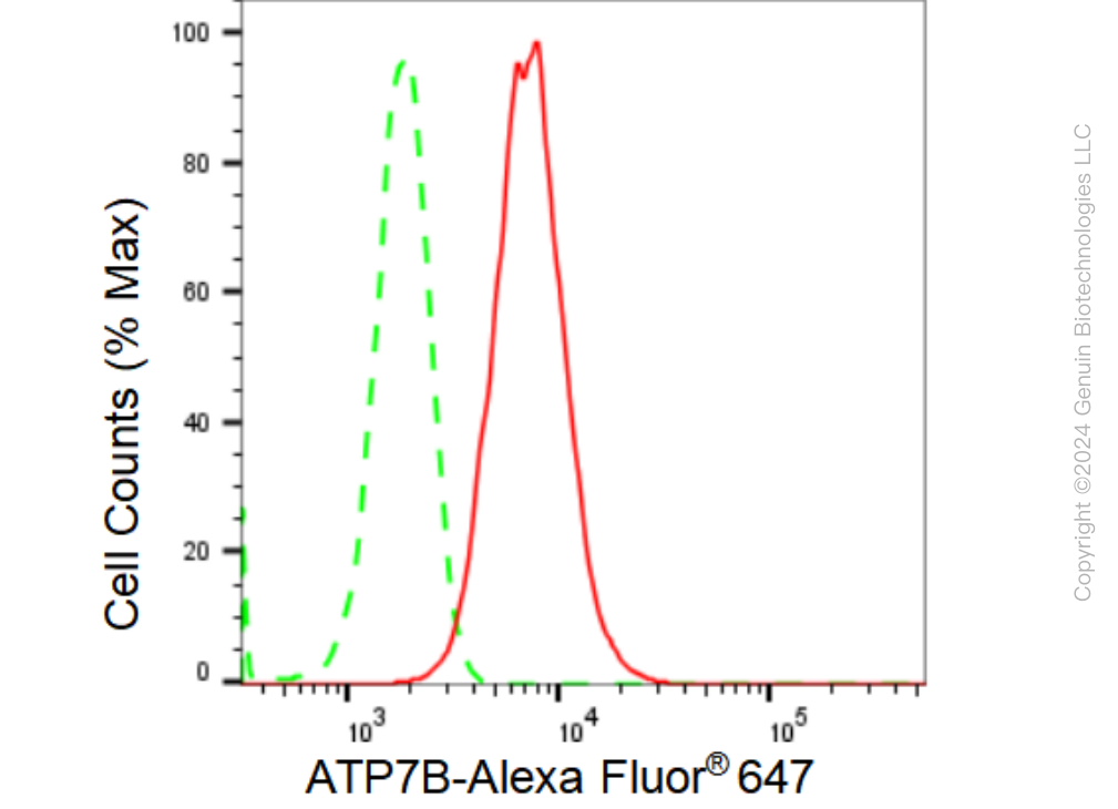 KD-Validated Anti-ATP7B Rabbit Monoclonal Antibody ABG1370