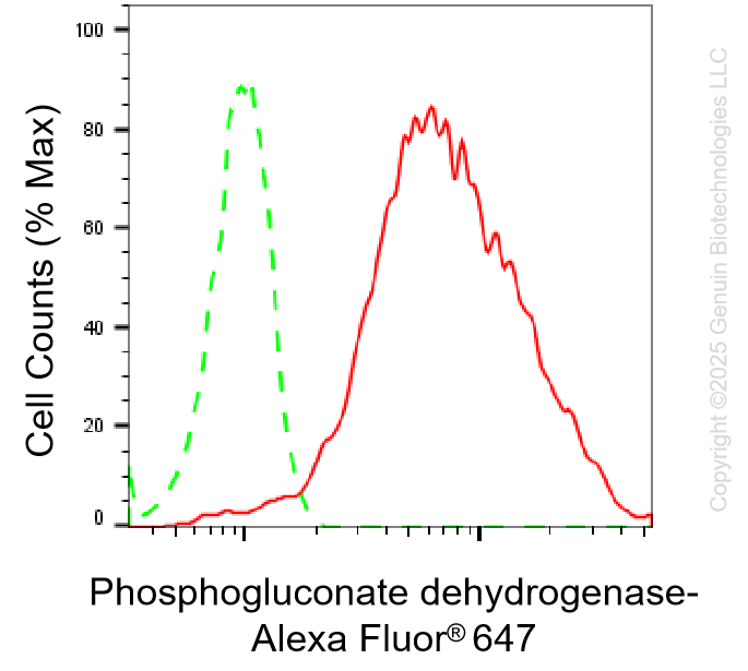 KD-Validated Anti-Phosphogluconate Dehydrogenase Rabbit Monoclonal Antibody ABG1371