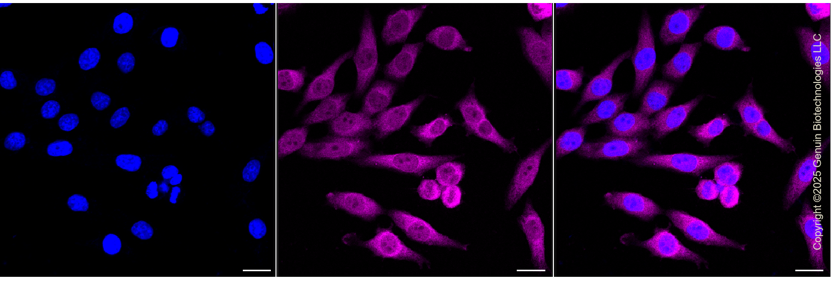 KD-Validated Anti-Phosphogluconate Dehydrogenase Rabbit Monoclonal Antibody ABG1371