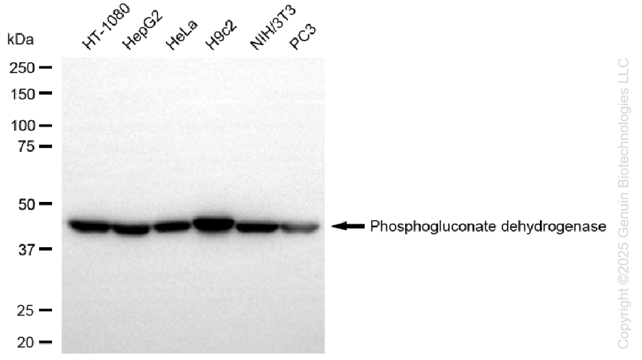 KD-Validated Anti-Phosphogluconate Dehydrogenase Rabbit Monoclonal Antibody ABG1371