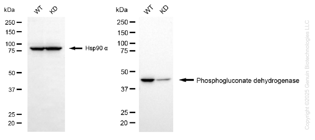 KD-Validated Anti-Phosphogluconate Dehydrogenase Rabbit Monoclonal Antibody ABG1371