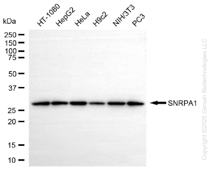 KD-Validated Anti-SNRPA1 Rabbit Monoclonal Antibody ABG1372