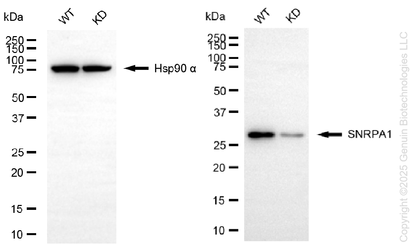 KD-Validated Anti-SNRPA1 Rabbit Monoclonal Antibody ABG1372