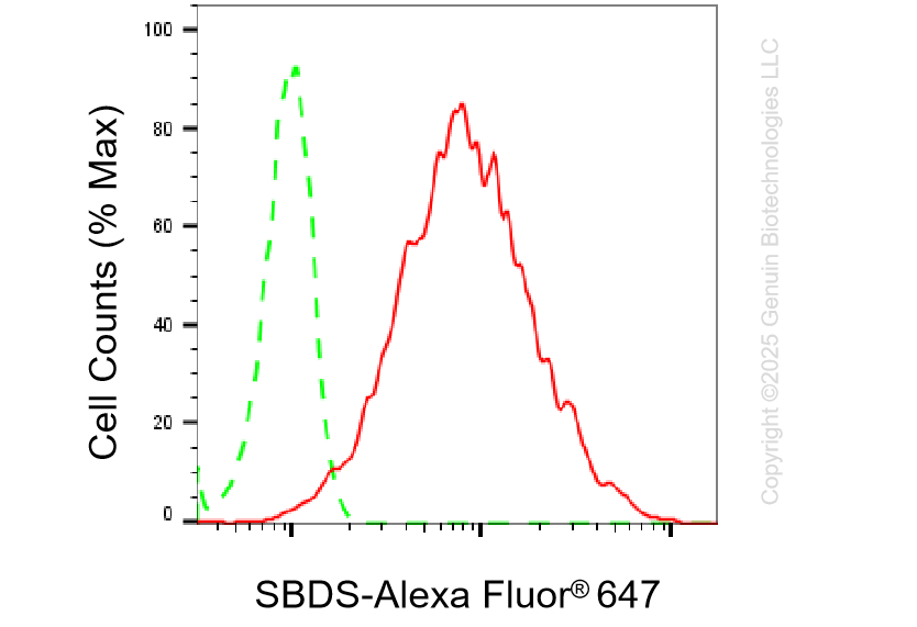 KD-Validated Anti-SBDS Ribosome MatuRation Factor Rabbit Monoclonal Antibody ABG1373