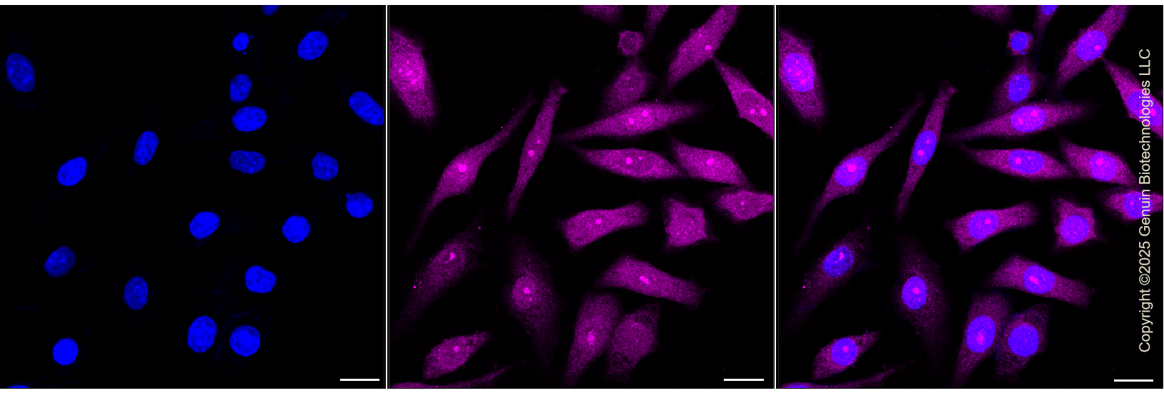 KD-Validated Anti-SBDS Ribosome MatuRation Factor Rabbit Monoclonal Antibody ABG1373