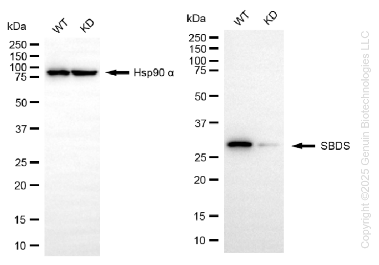 KD-Validated Anti-SBDS Ribosome MatuRation Factor Rabbit Monoclonal Antibody ABG1373