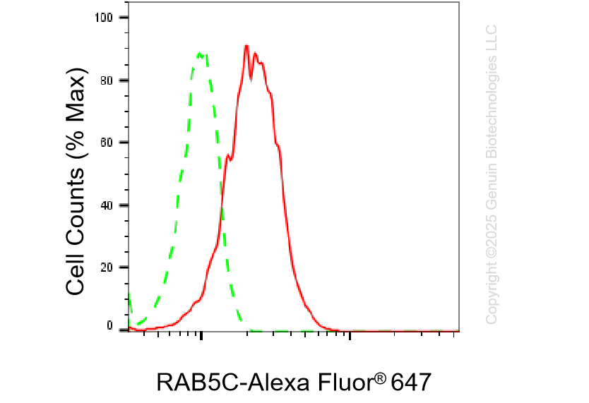 KD-Validated Anti-RAB5C Rabbit Monoclonal Antibody ABG1374