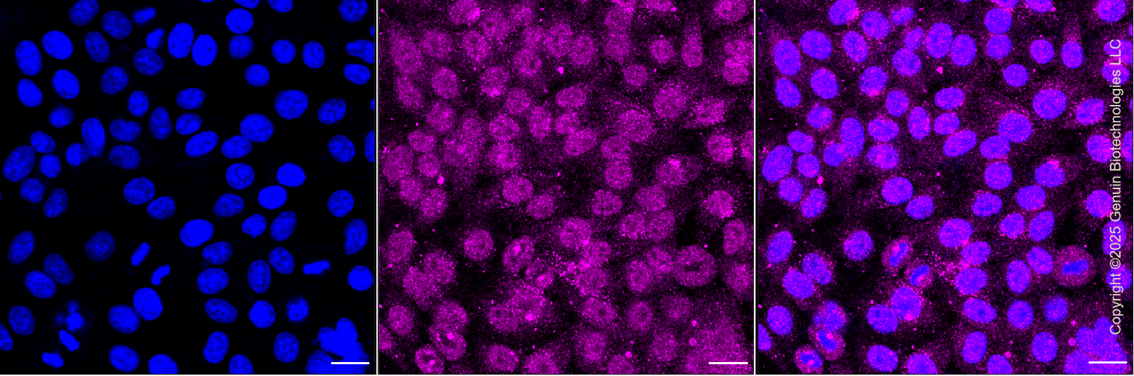 KD-Validated Anti-RAB5C Rabbit Monoclonal Antibody ABG1374
