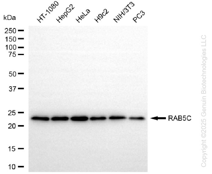 KD-Validated Anti-RAB5C Rabbit Monoclonal Antibody ABG1374