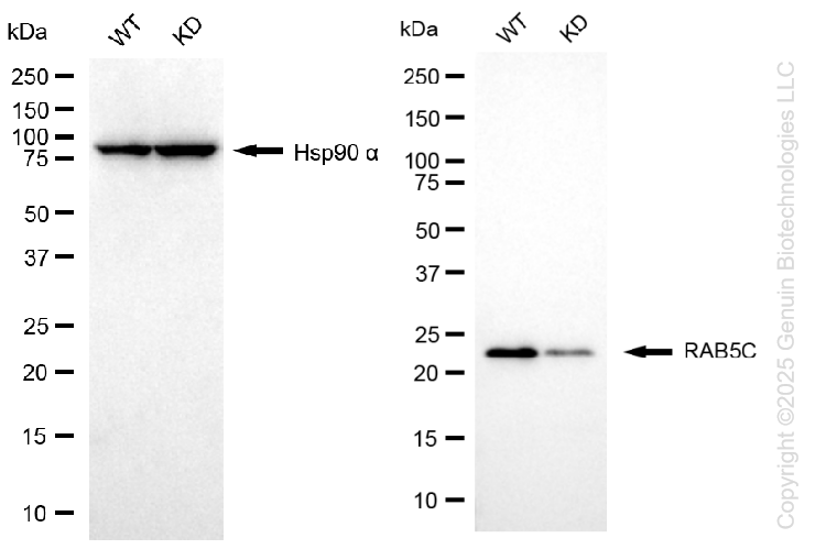 KD-Validated Anti-RAB5C Rabbit Monoclonal Antibody ABG1374