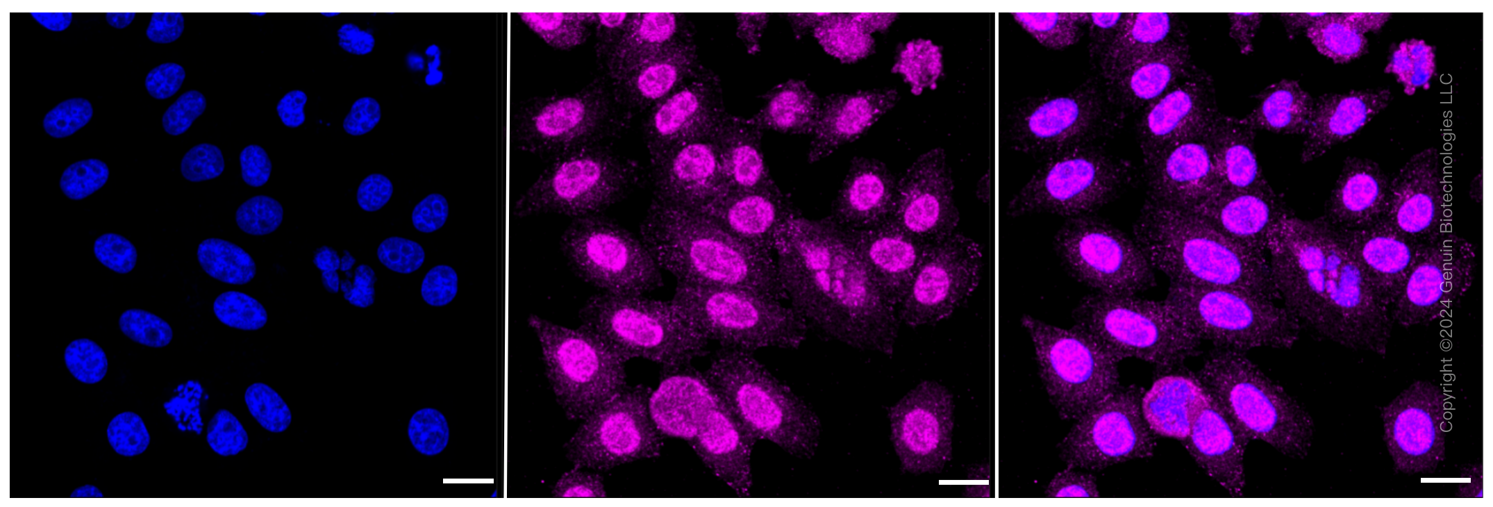 KD-Validated Anti-APPL1 Rabbit Monoclonal Antibody ABG1375