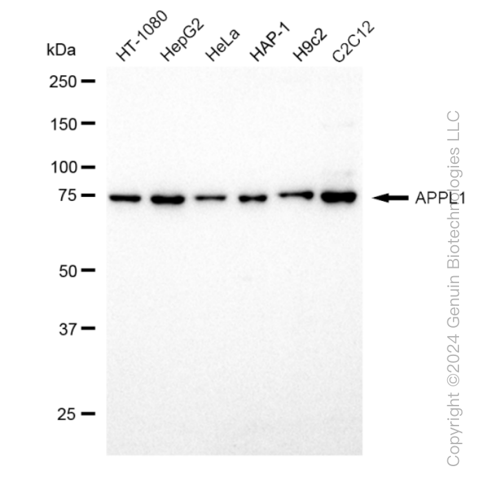 KD-Validated Anti-APPL1 Rabbit Monoclonal Antibody ABG1375