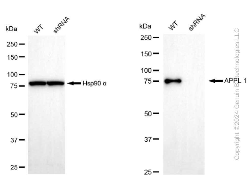 KD-Validated Anti-APPL1 Rabbit Monoclonal Antibody ABG1375