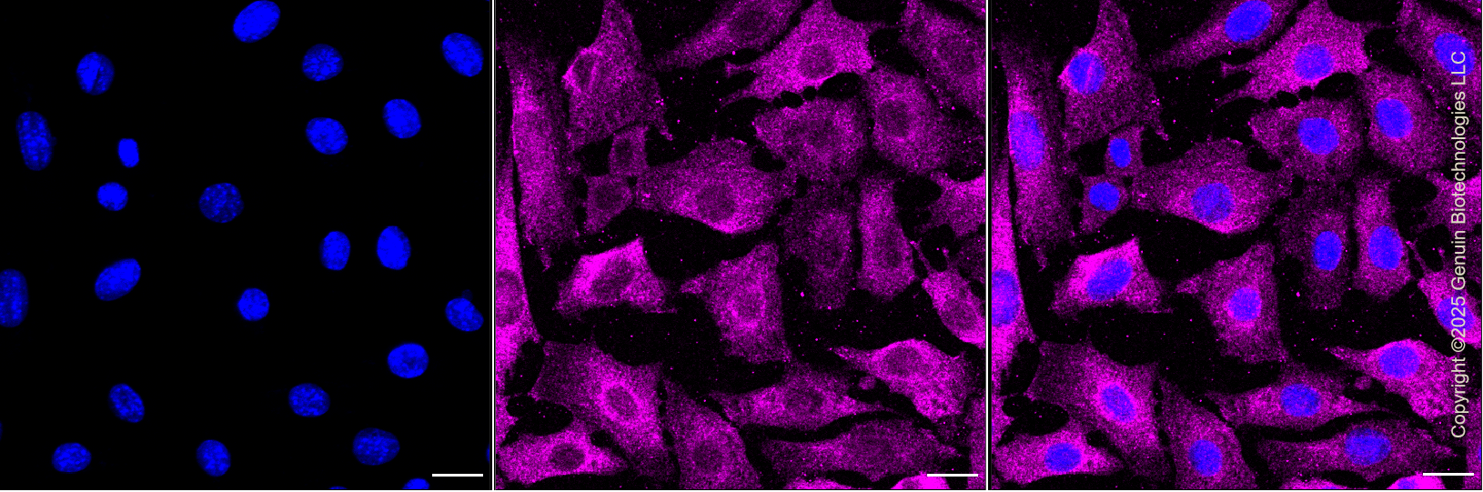 KD-Validated Anti-Phospho-eIF4E (S209) Rabbit Monoclonal Antibody ABG1376