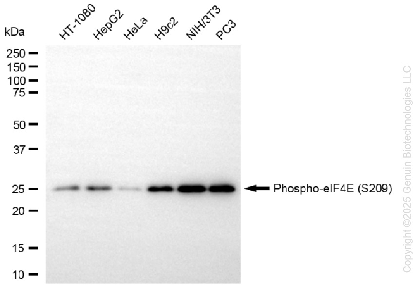 KD-Validated Anti-Phospho-eIF4E (S209) Rabbit Monoclonal Antibody ABG1376