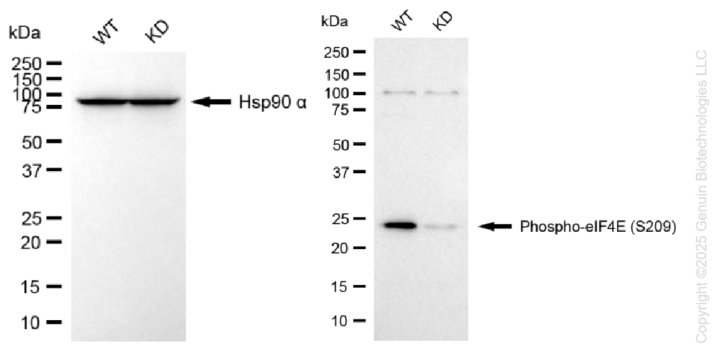 KD-Validated Anti-Phospho-eIF4E (S209) Rabbit Monoclonal Antibody ABG1376