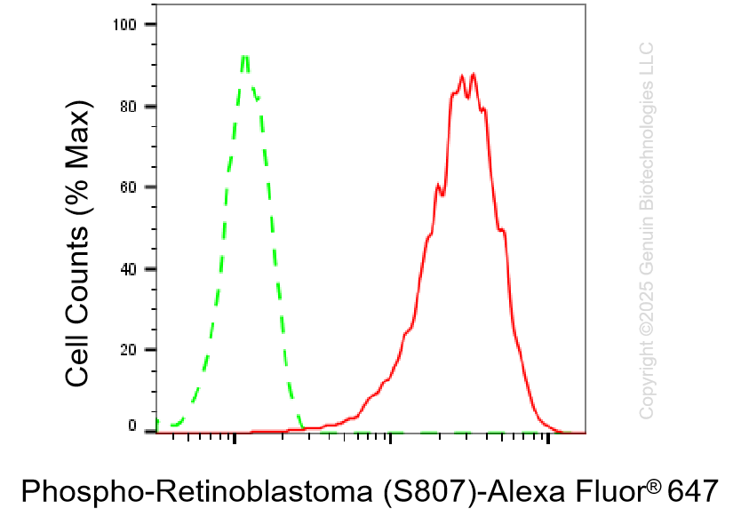 KD-Validated Anti-Phospho-Retinoblastoma (S807) Rabbit Monoclonal Antibody ABG1377