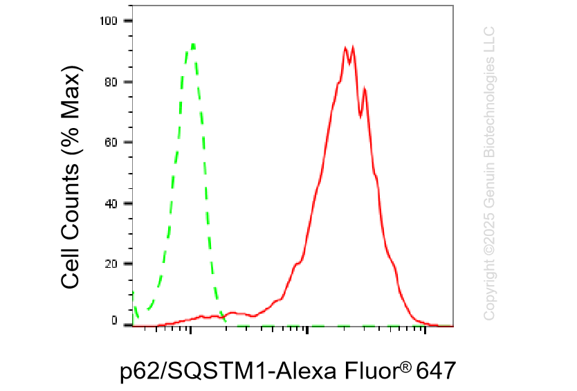 KD-Validated Anti-Sequestosome 1 Rabbit Monoclonal Antibody ABG1378