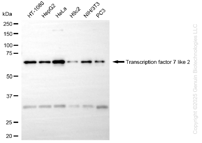 KD-Validated Anti-Transcription Factor 7 Like 2 Rabbit Monoclonal Antibody ABG1379
