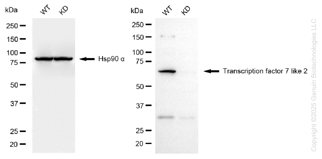 KD-Validated Anti-Transcription Factor 7 Like 2 Rabbit Monoclonal Antibody ABG1379