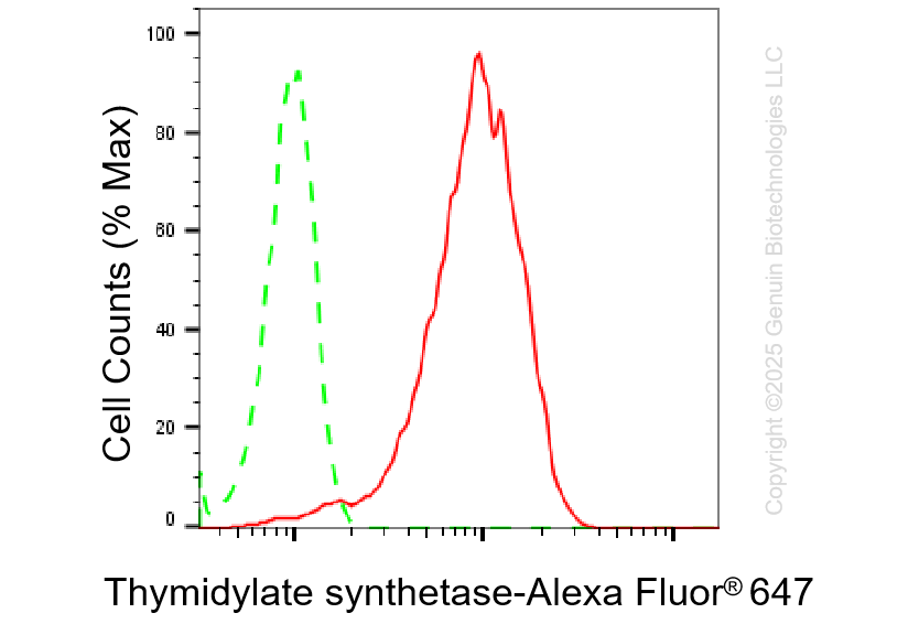 KD-Validated Anti-Thymidylate Synthase Rabbit Monoclonal Antibody ABG1380