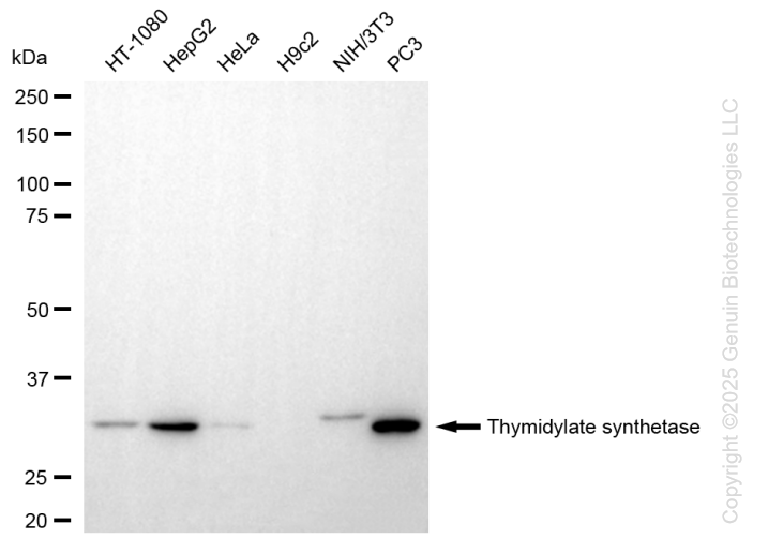 KD-Validated Anti-Thymidylate Synthase Rabbit Monoclonal Antibody ABG1380