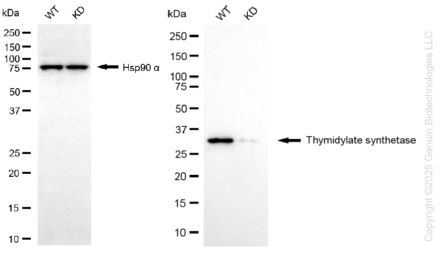 KD-Validated Anti-Thymidylate Synthase Rabbit Monoclonal Antibody ABG1380