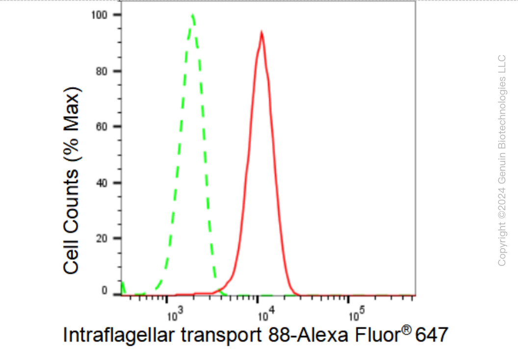 KD-Validated Anti-Intraflagellar transport 88 Rabbit Monoclonal Antibody ABG1381