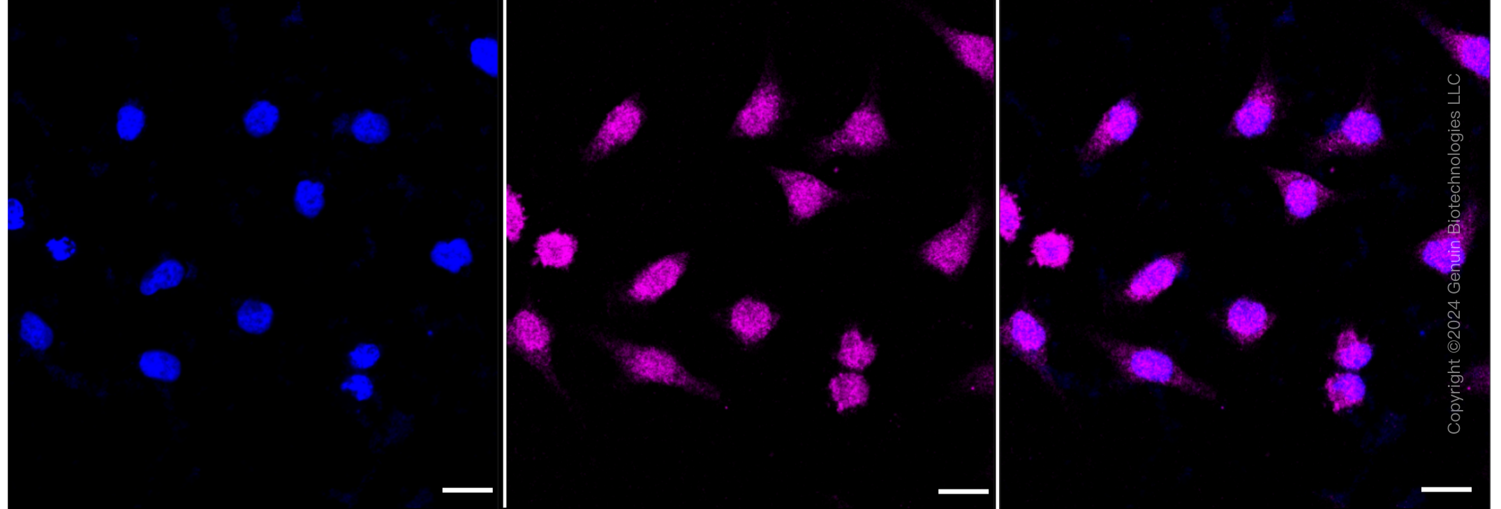KD-Validated Anti-Intraflagellar transport 88 Rabbit Monoclonal Antibody ABG1381