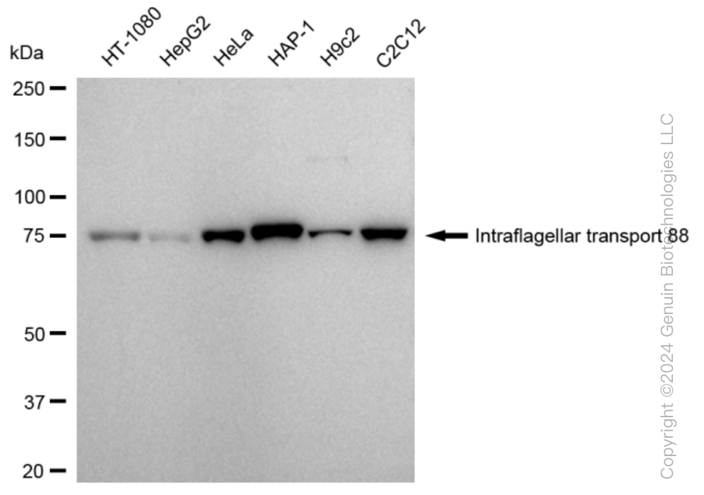 KD-Validated Anti-Intraflagellar transport 88 Rabbit Monoclonal Antibody ABG1381