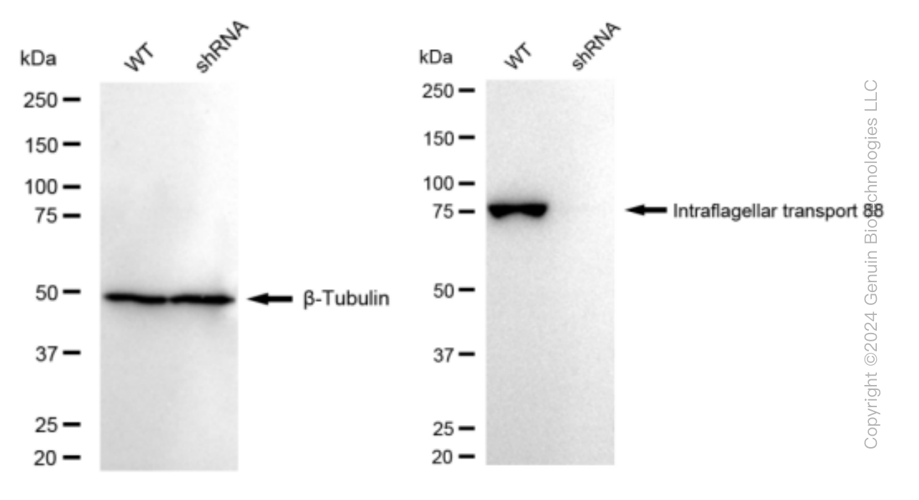 KD-Validated Anti-Intraflagellar transport 88 Rabbit Monoclonal Antibody ABG1381