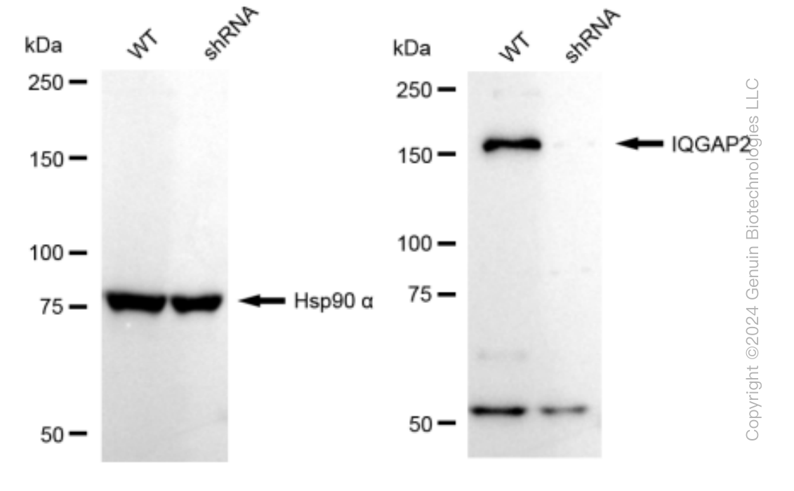 KD-Validated Anti-IQGAP2 Rabbit Monoclonal Antibody ABG1382