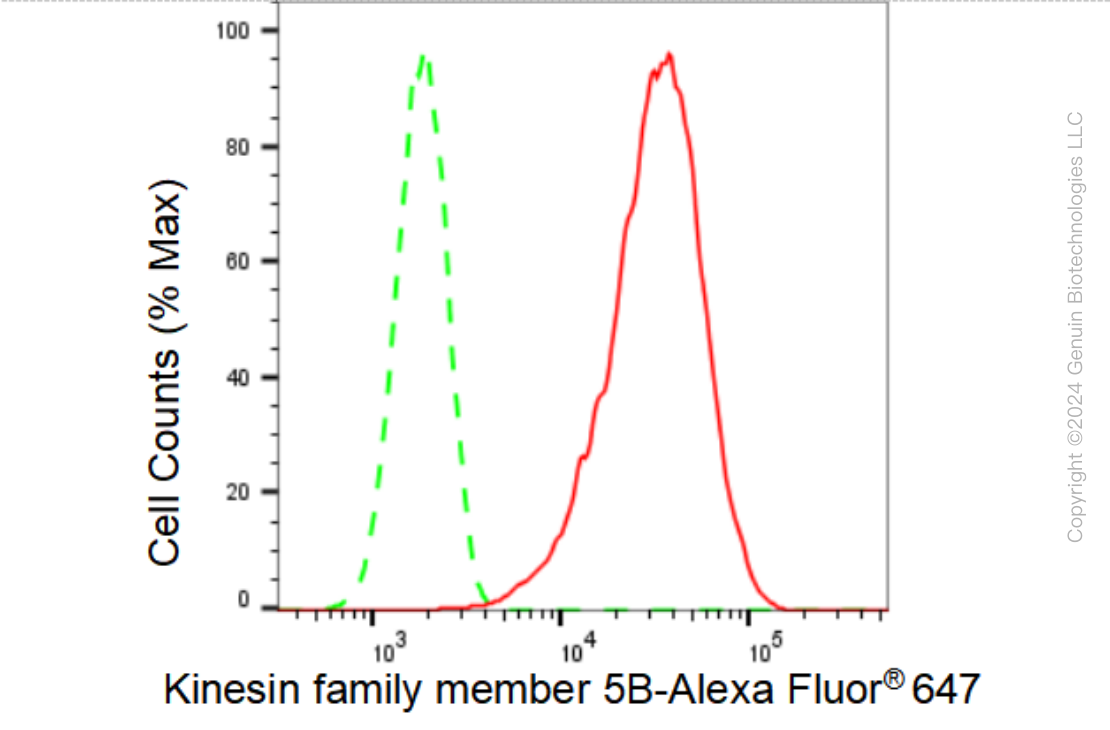 KD-Validated Anti-Kinesin family member 5B Rabbit Monoclonal Antibody ABG1383