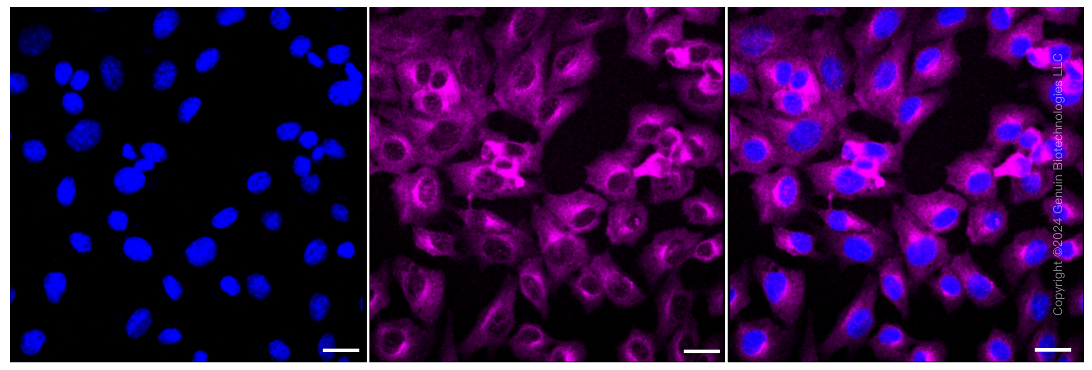 KD-Validated Anti-Kinesin family member 5B Rabbit Monoclonal Antibody ABG1383