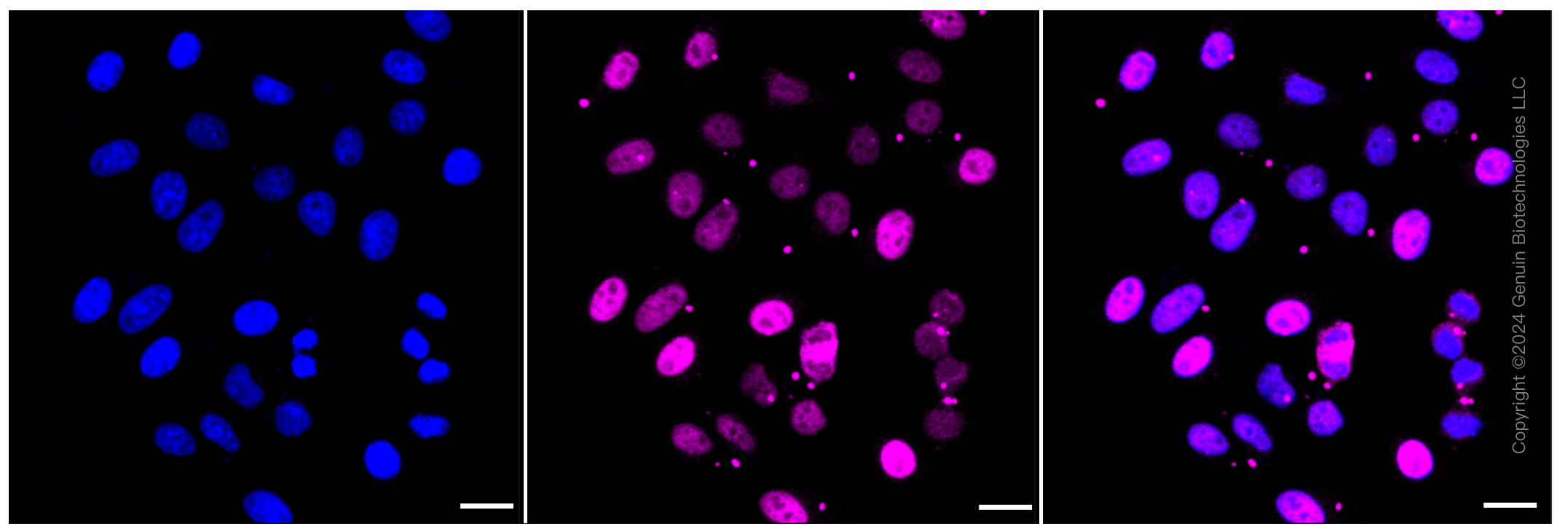 KD-Validated Anti-Kinesin family member 23 Rabbit Monoclonal Antibody ABG1384