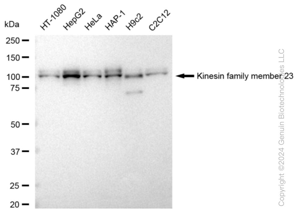 KD-Validated Anti-Kinesin family member 23 Rabbit Monoclonal Antibody ABG1384