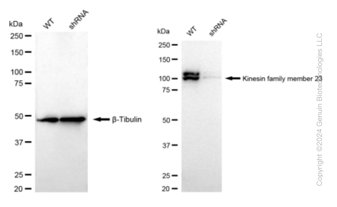 KD-Validated Anti-Kinesin family member 23 Rabbit Monoclonal Antibody ABG1384