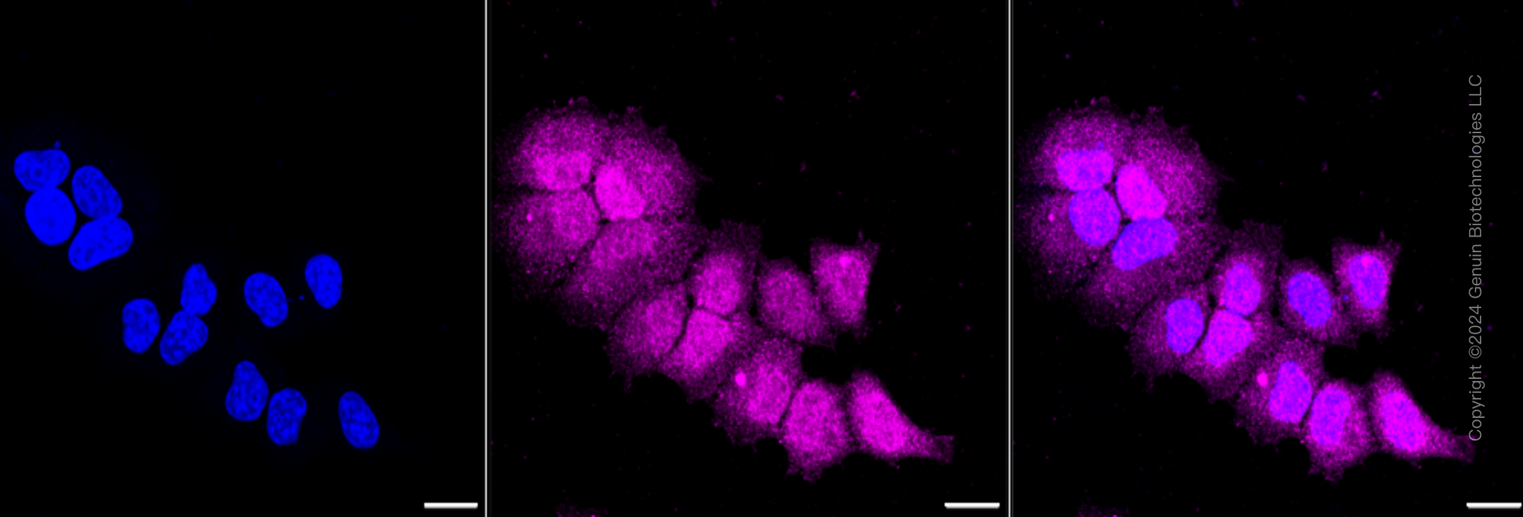 KD-Validated Anti-cleaved Caspase-9 Rabbit Monoclonal Antibody ABG1385