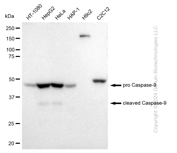 KD-Validated Anti-cleaved Caspase-9 Rabbit Monoclonal Antibody ABG1385
