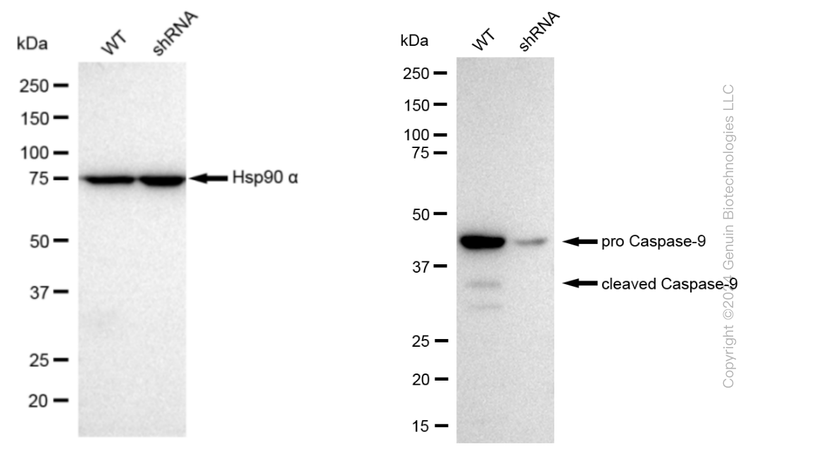 KD-Validated Anti-cleaved Caspase-9 Rabbit Monoclonal Antibody ABG1385